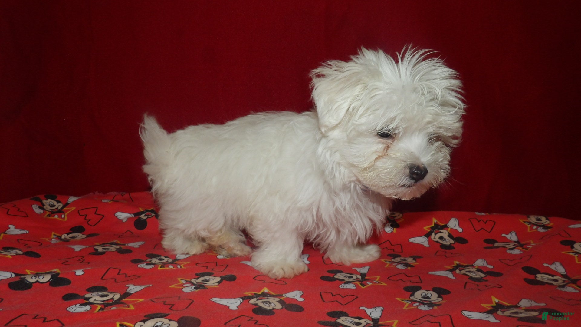 Maltese dogs  Ceal - Ad 1