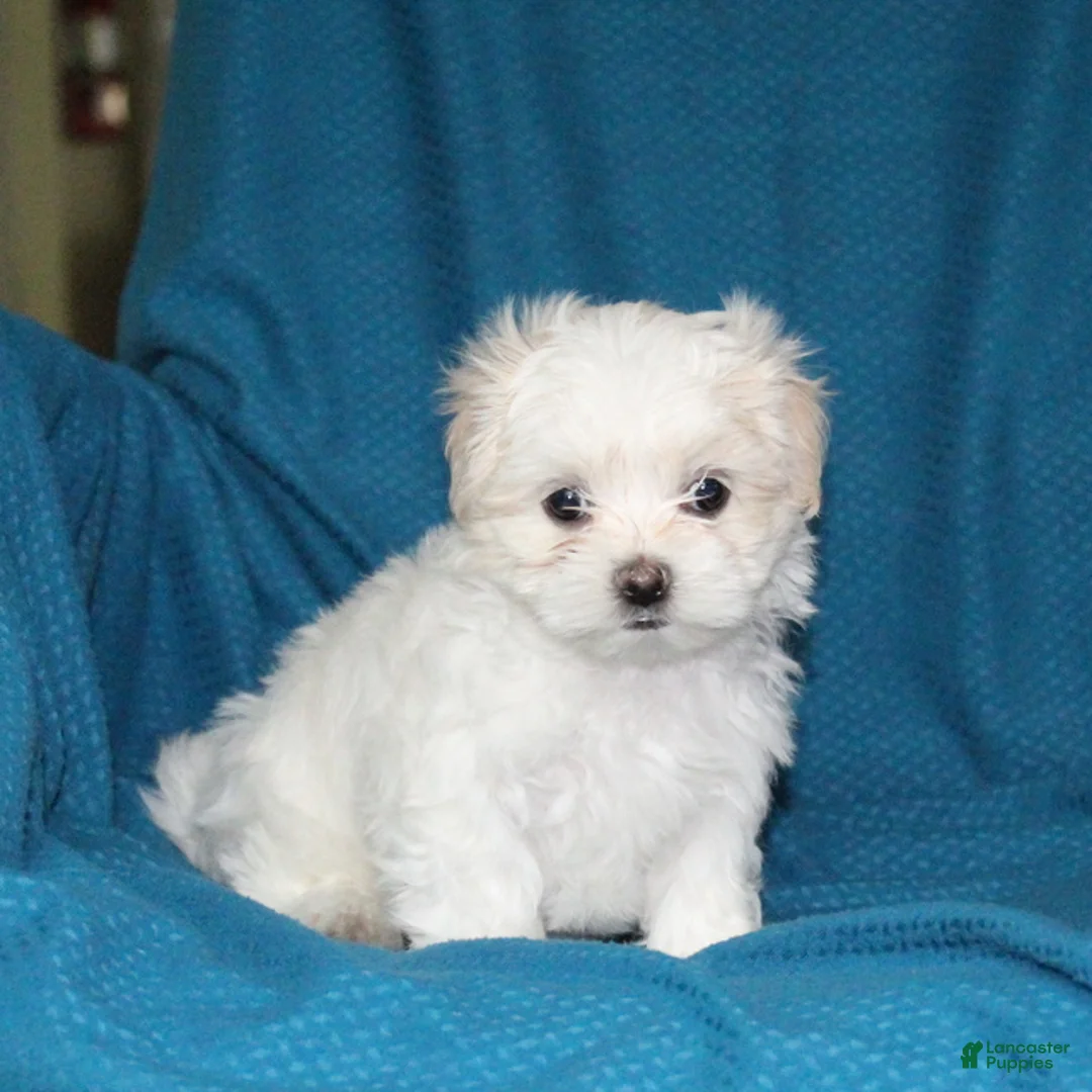 Malshi dogs for sale: Candace - Ad 4