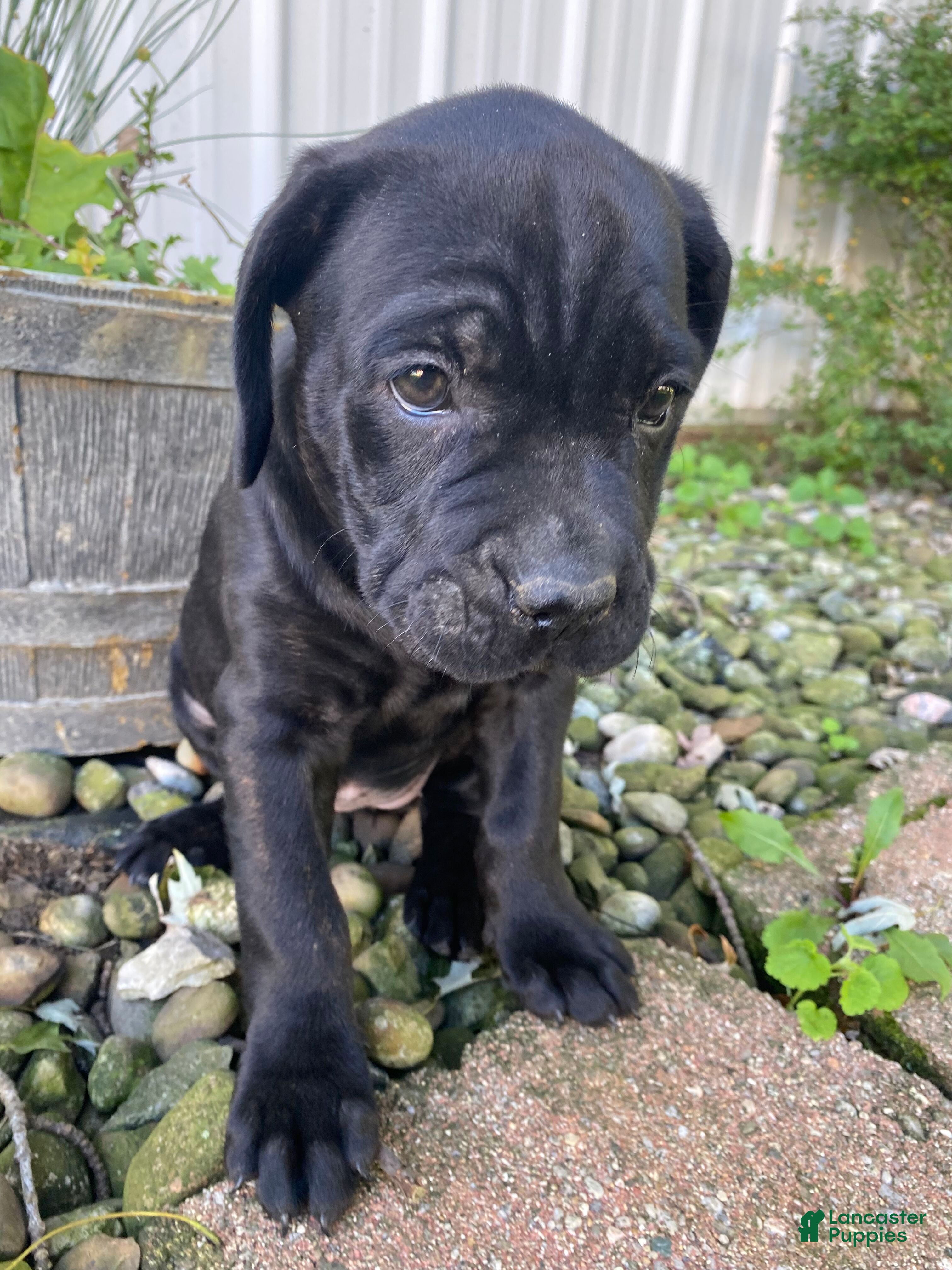 Cane Corso dogs Janelle - Ad 2