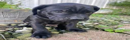 Cane Corso dogs for sale: Janelle - Ad 2