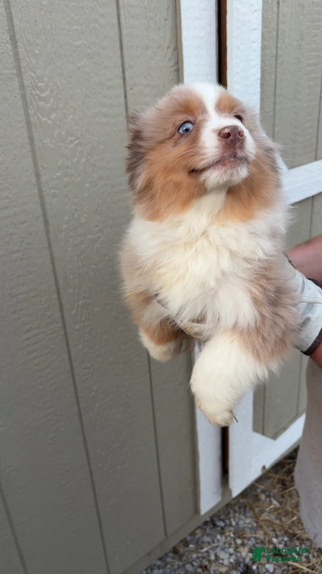 Miniature Australian Shepherd dogs for sale: Miniature Australian Shepherd Puppy 1 - Ad 1