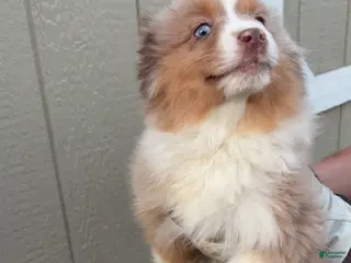 Miniature Australian Shepherd dogs Miniature Australian Shepherd Puppy 1 - Ad 19