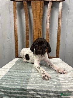 German Shorthaired Pointer dogs Buster - Ad 1
