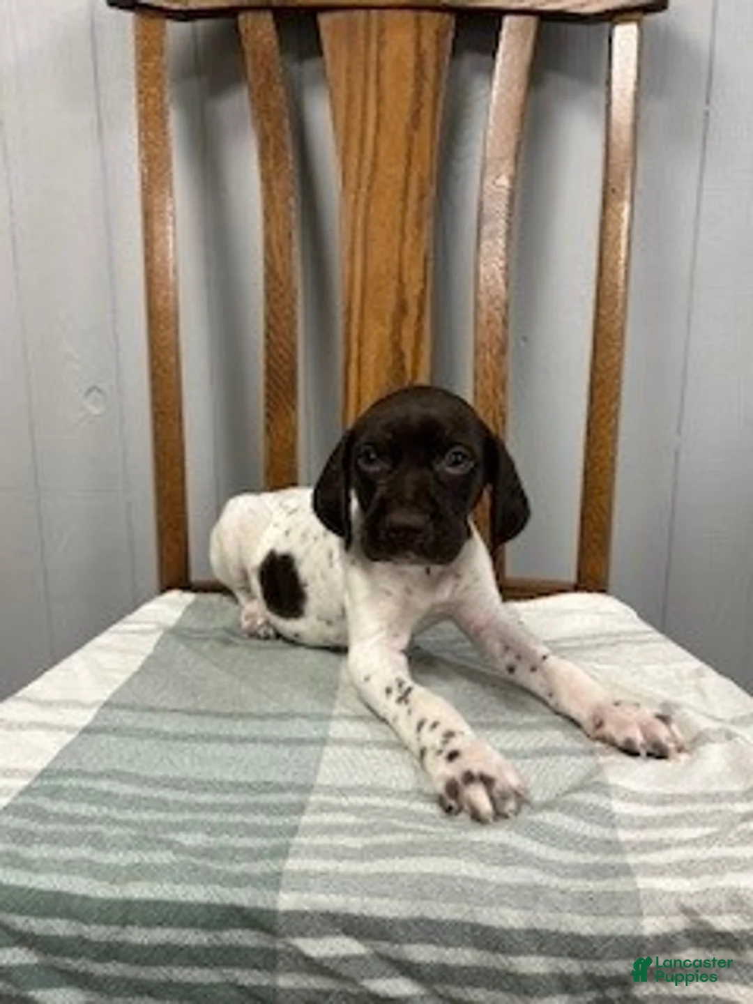 German Shorthaired Pointer dogs for sale: Buster - Ad 1