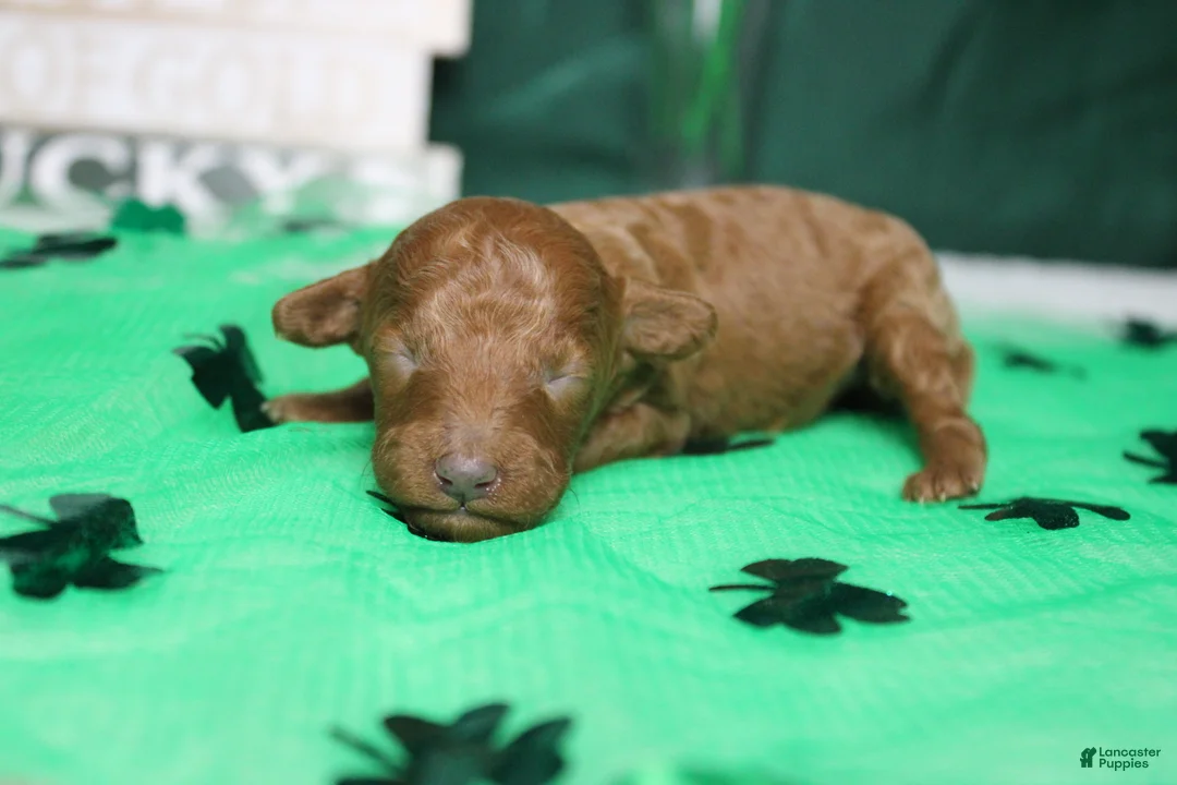 Miniature Poodle dogs for sale: De Anna - Ad 5