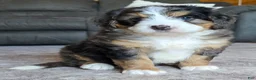 Mini Bernedoodle dogs for sale: Mini Bentley  - Ad 31