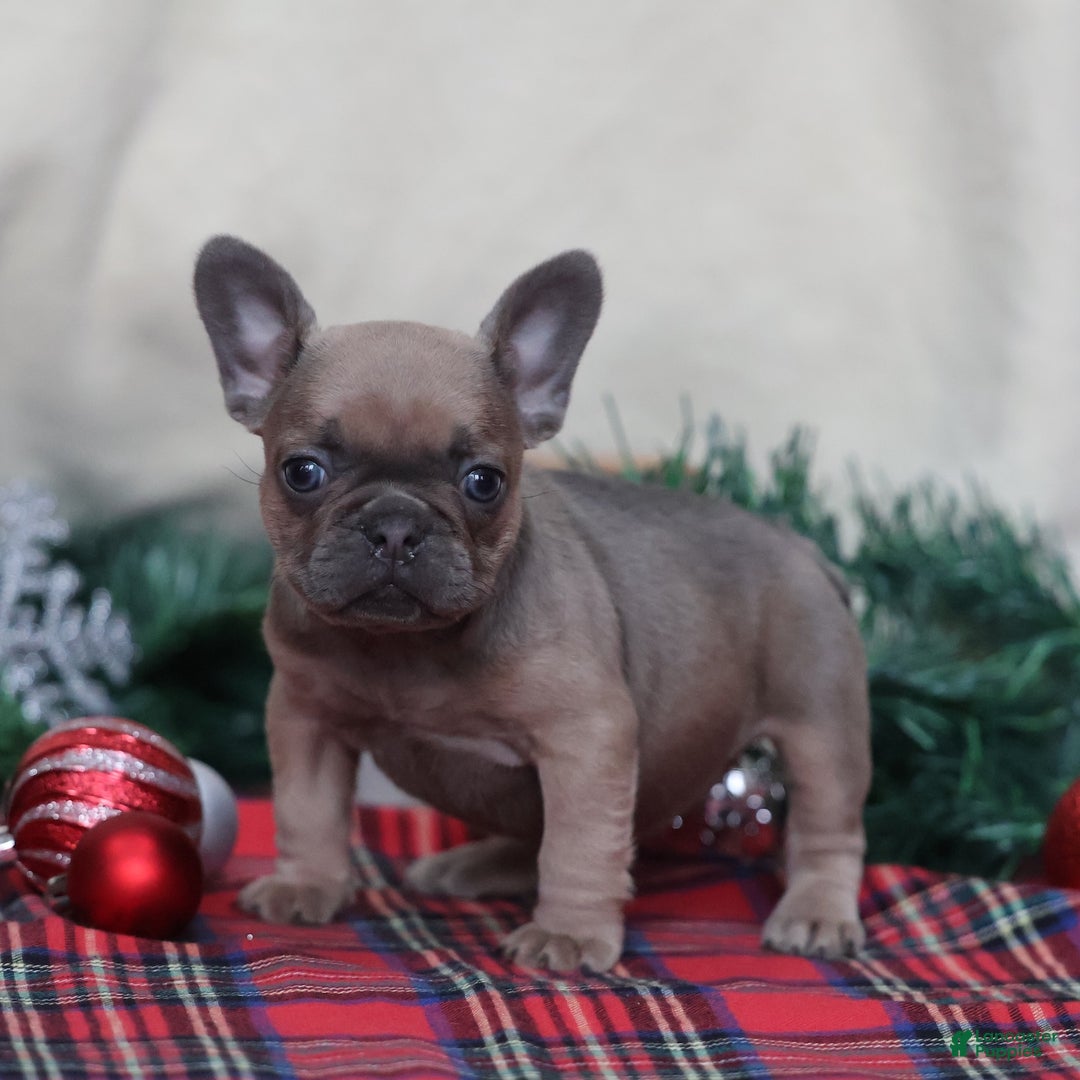 French Bulldog dogs for sale: Olive  - Ad 1