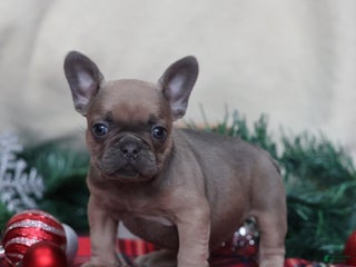 French Bulldog dogs Olive - Ad 19