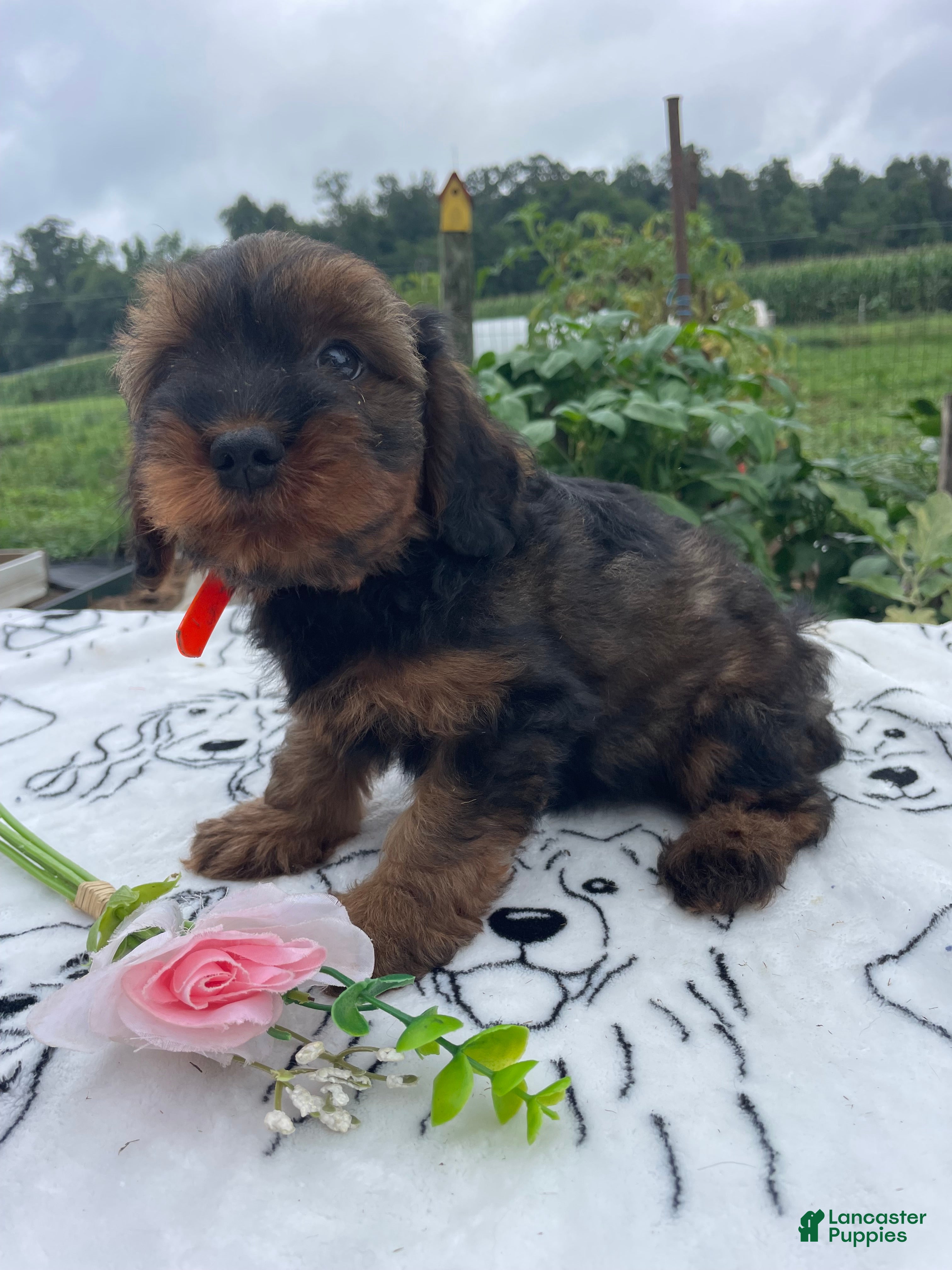Yorkiepoo dogs Wally - Ad 37