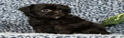Yorkiepoo dogs for sale: Remy - Ad 4