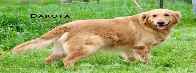 Dakota