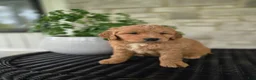 Mini Goldendoodle dogs for sale: Mini Goldendoodle Puppy 2 - Ad 7