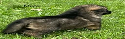 German Shepherd dogs for sale: German Shepherd 1 - Ad 8