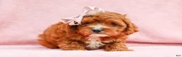 Cavapoo dogs for sale: Raine Cavapoo Pup - Ad 4