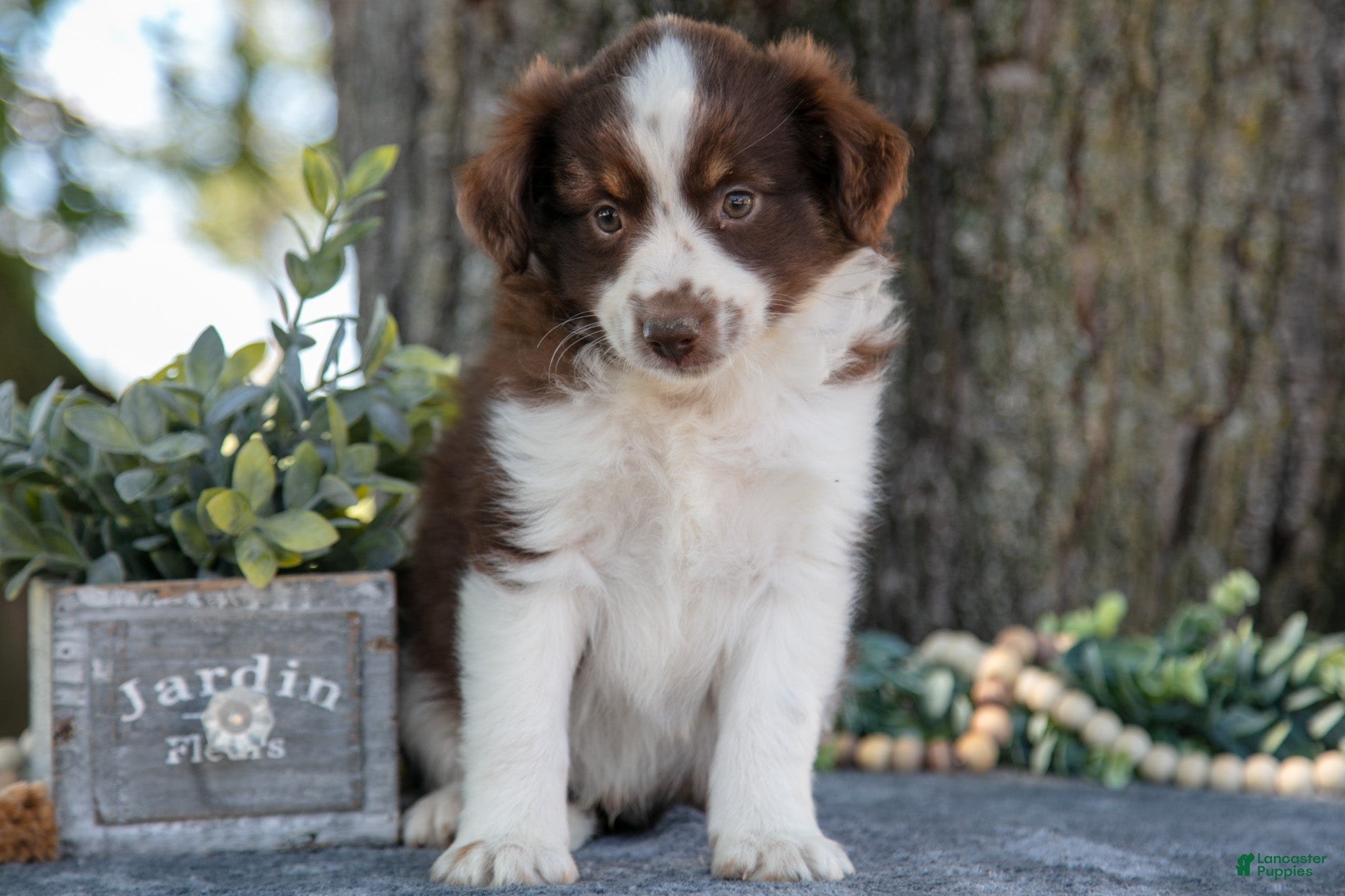 Miniature Australian Shepherd dogs Archer - Ad 38