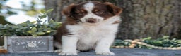 Miniature Australian Shepherd dogs for sale: Archer - Ad 1