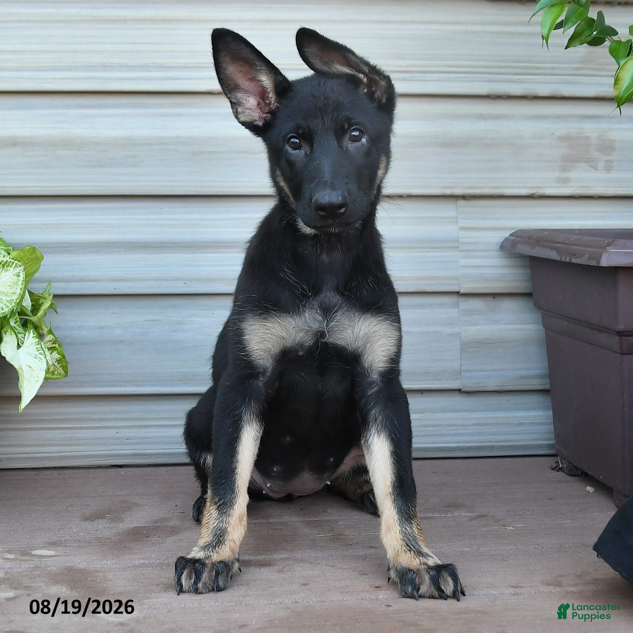 German Shepherd dogs Fable - Ad 1