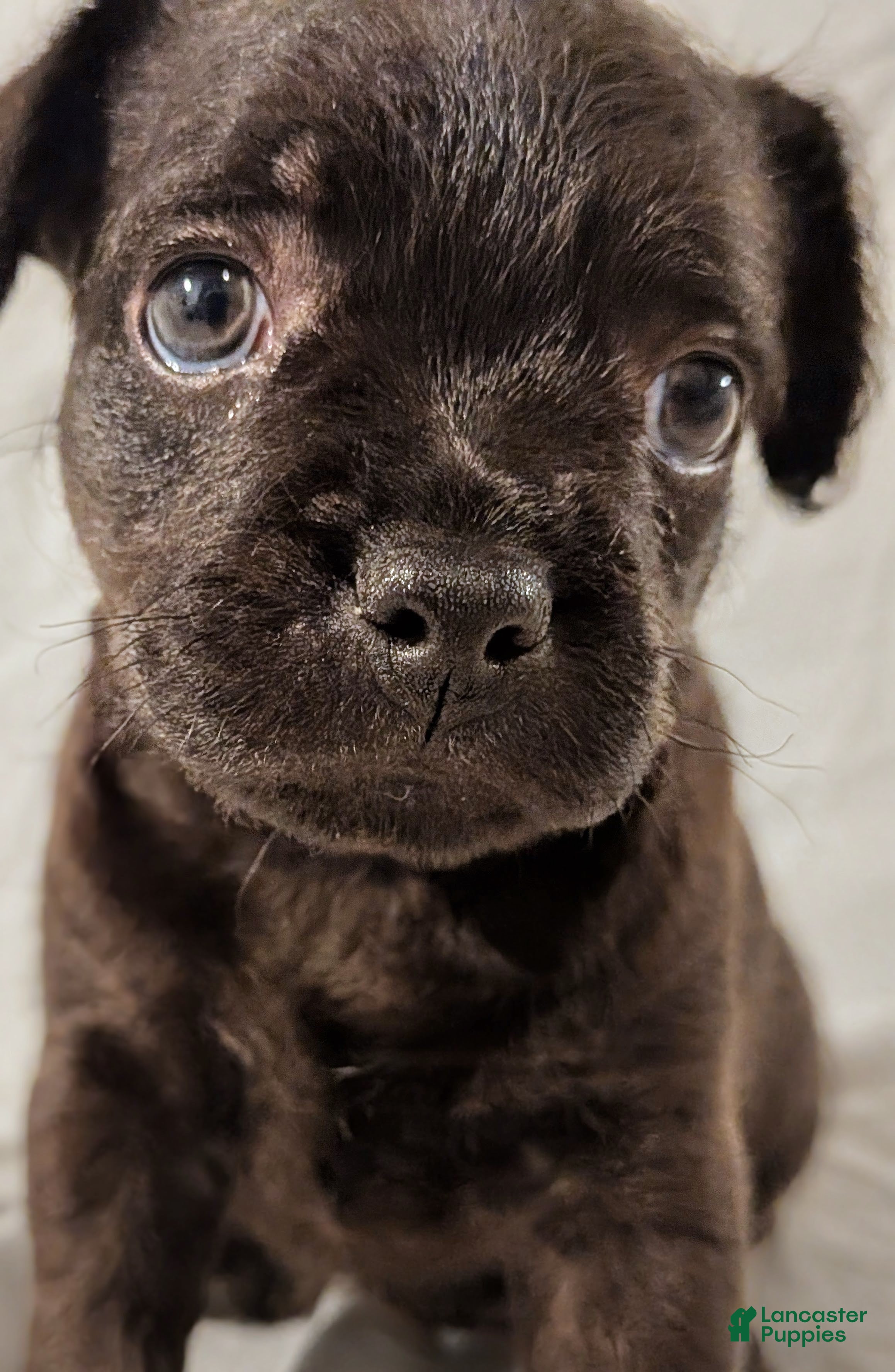 Mixed Breed dogs Pebbles - Ad 2