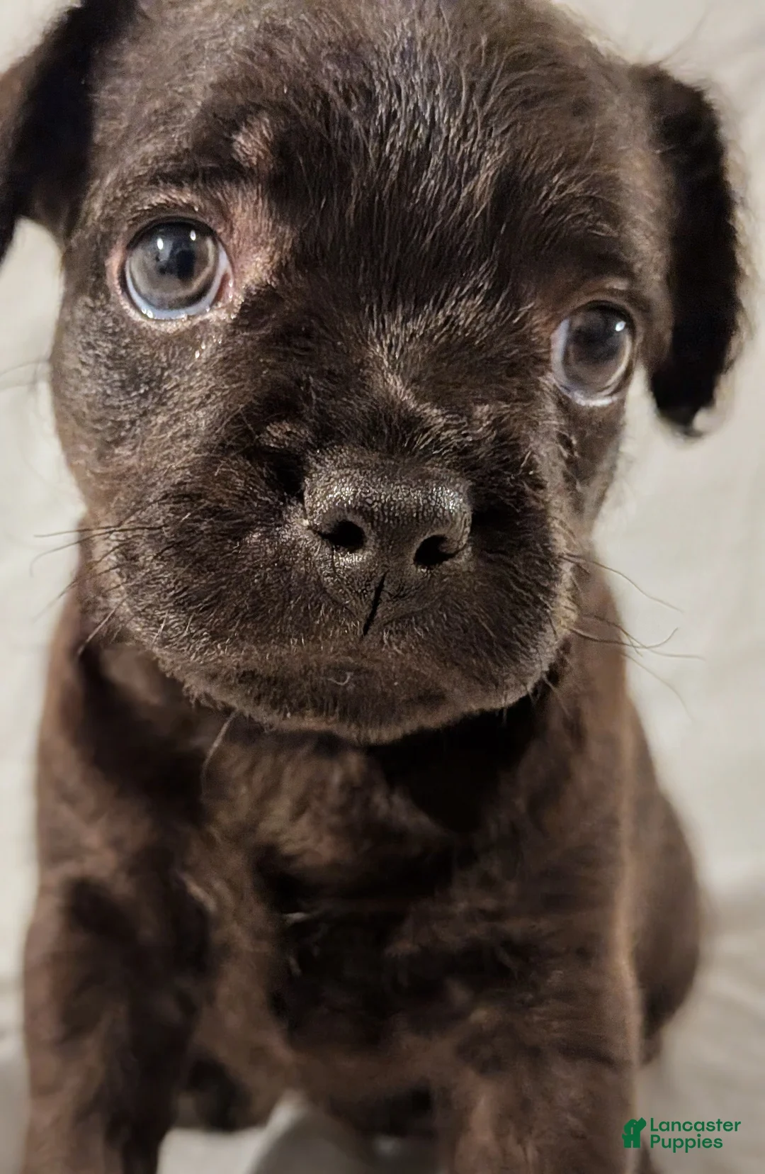 Mixed Breed dogs for sale: Pebbles - Ad 2