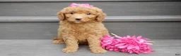 Mini Goldendoodle dogs for sale: Sunny - Ad 3