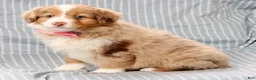 Australian Shepherd dogs for sale: Quinn - Ad 6