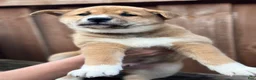 Shiba Inu dogs for sale: Meatball - Ad 7