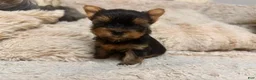 Yorkshire Terrier dogs for sale: Eli - Ad 10