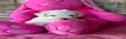 Schnoodle dogs for sale: Tiara - Ad 4