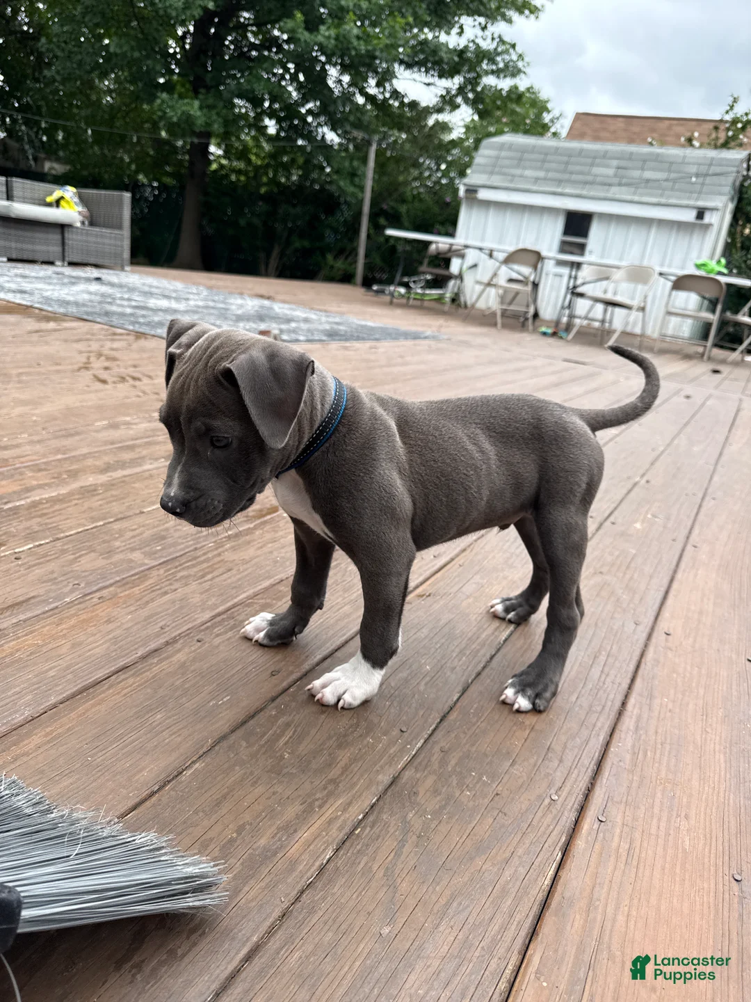 American Bully dogs for sale: American Bully 1 - Ad 2