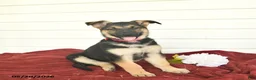 German Shepherd dogs for sale: Cocoa  - Ad 4