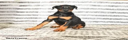 Doberman Pinscher dogs for sale: Dixie - Ad 1