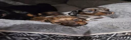 Miniature Dachshund dogs for sale: Miniature Dachshund 1 - Ad 3