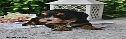 Cavachon dogs for sale: Betty   - Ad 3