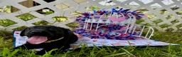 Labrador Retriever dogs for sale: Sammie - Ad 3