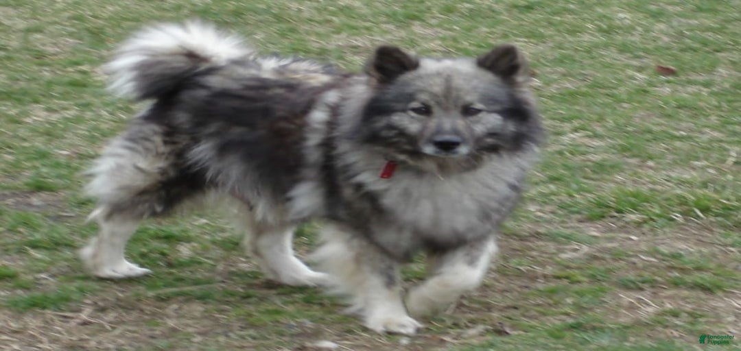 Gallery Image {{count}}