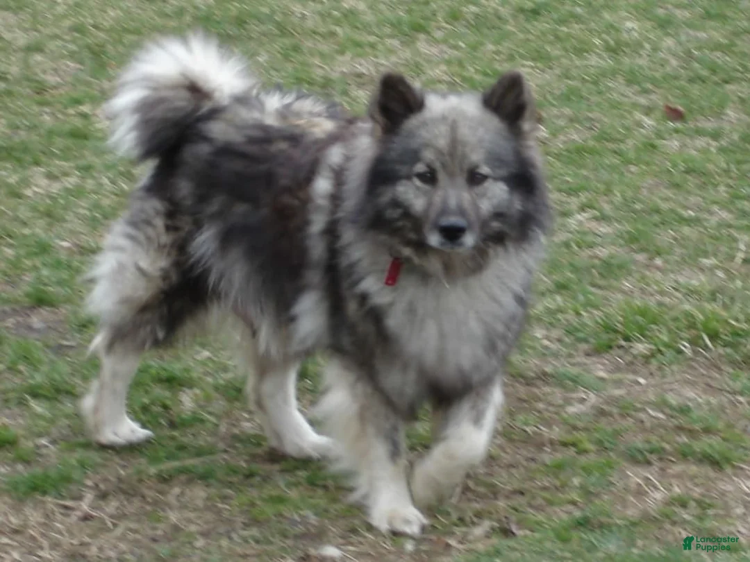 Gallery Image {{count}}