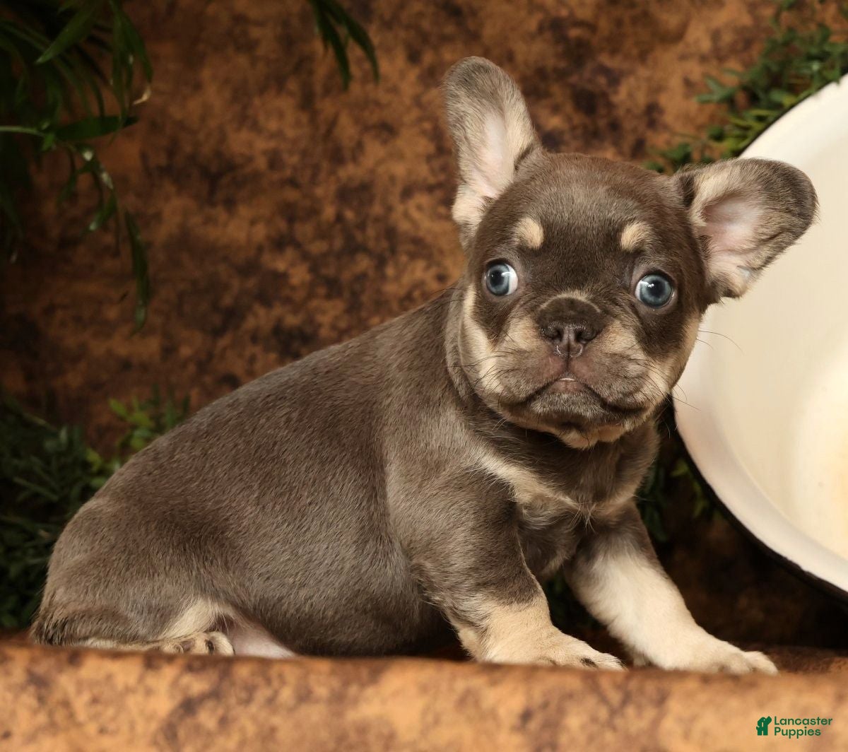 French Bulldog dogs for sale: Leo - Ad 18