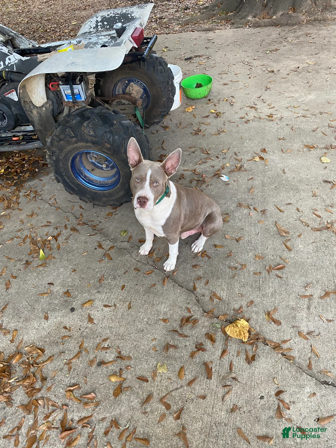 Gallery Image {{count}}