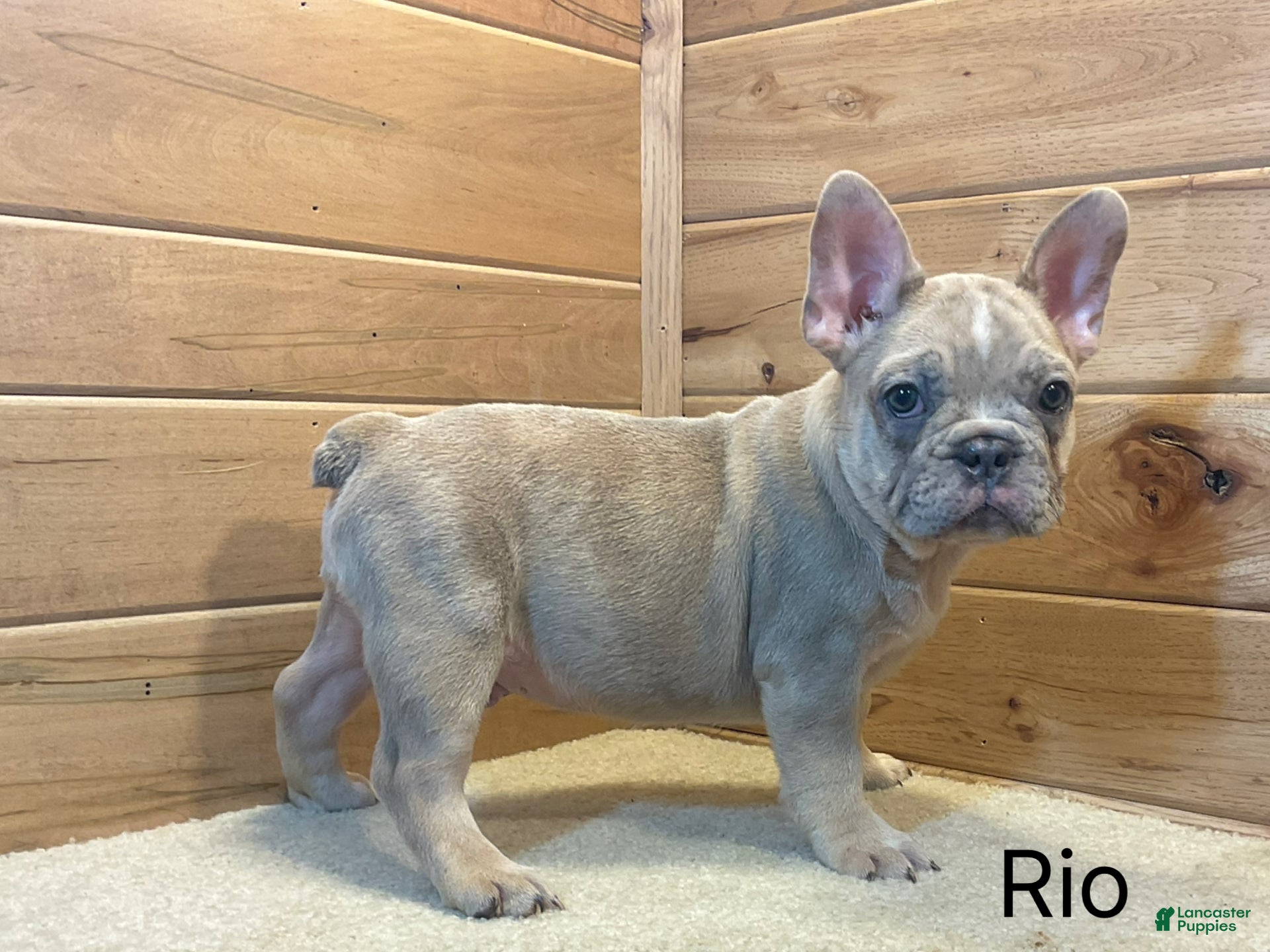 French Bulldog dogs French BulldogRio 1 - Ad 1