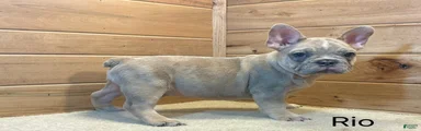 French BulldogRio 1