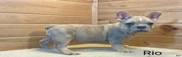 French Bulldog dogs for sale: French BulldogRio 1 - Ad 1