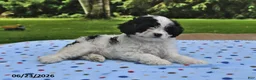 Cavapoo dogs for sale: Bubbles - Ad 3