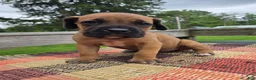 Cane Corso dogs for sale: AKC Viggo - Ad 5