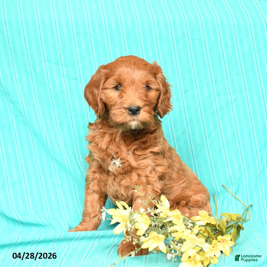 Goldendoodle dogs Ruby - Ad 1