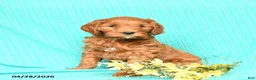 Goldendoodle dogs for sale: Ruby - Ad 1