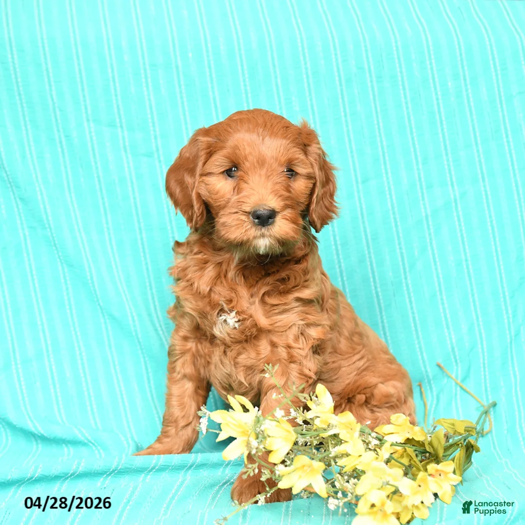 Goldendoodle dogs for sale: Ruby - Ad 1