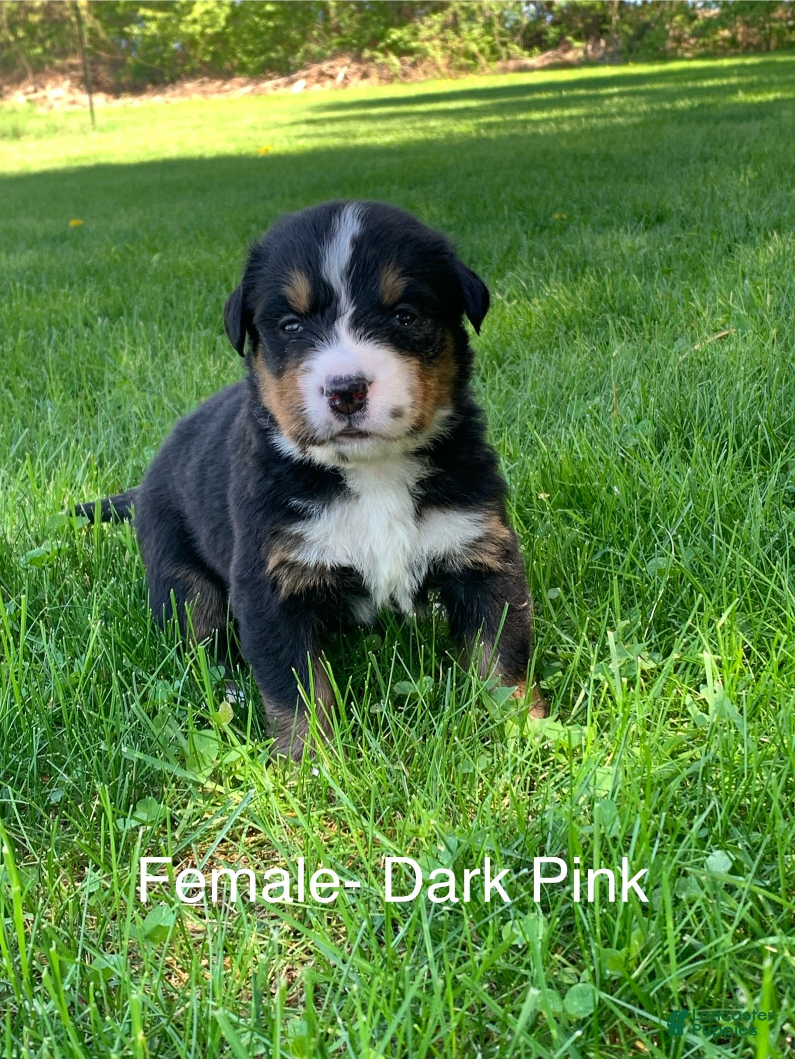 Bernese Mountain Dog dogs Bernese Mountain Dog Puppy 4 - Ad 12