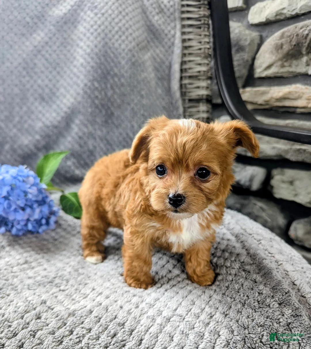 Chipoo dogs for sale: Benji - Ad 8