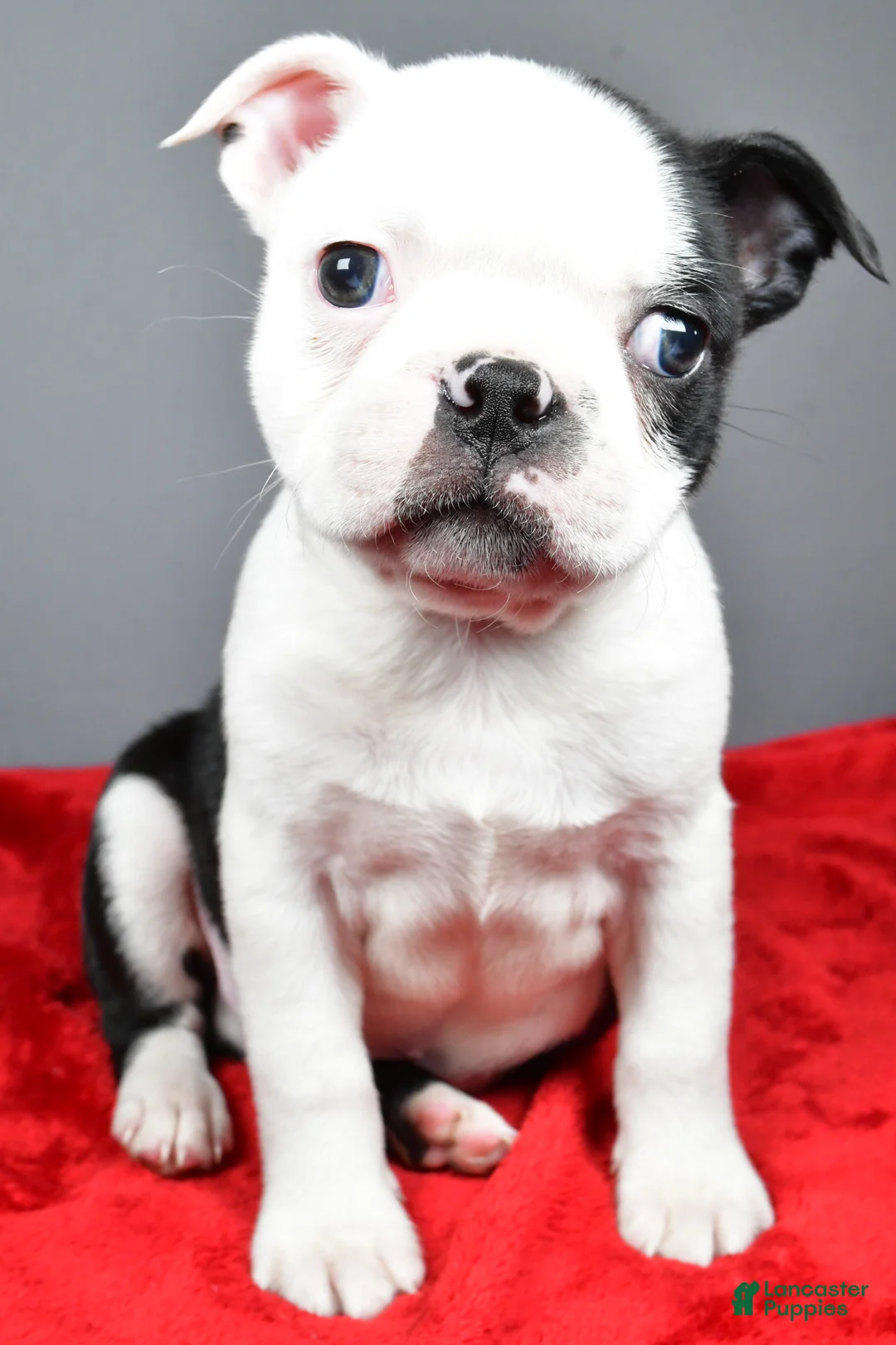 Boston Terrier dogs for sale: Jabel - Ad 12