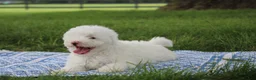 Mini Goldendoodle dogs for sale: Ty - Ad 8